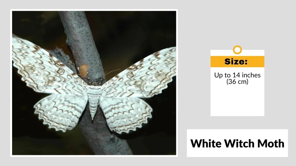 White Witch Moth