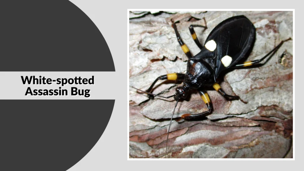 White-spotted Assassin Bug