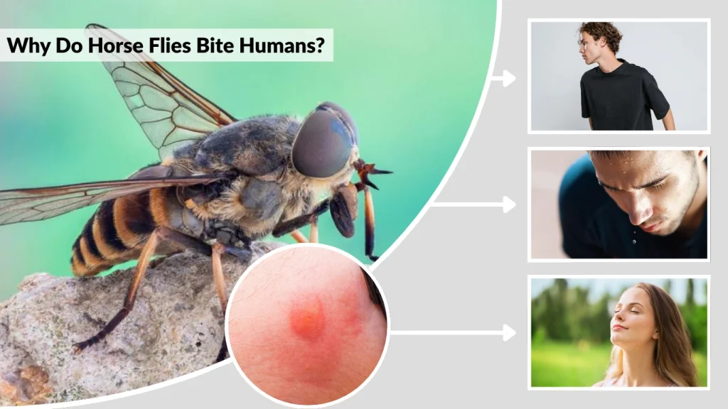 Why Do Horse Flies Bite Humans