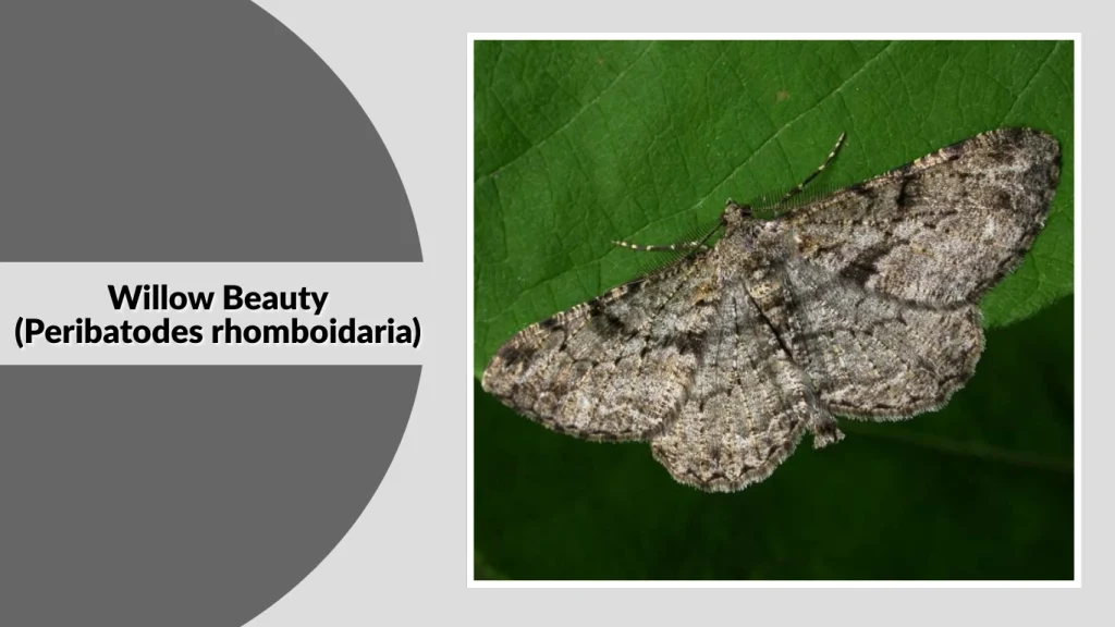 Willow Beauty (Peribatodes rhomboidaria)