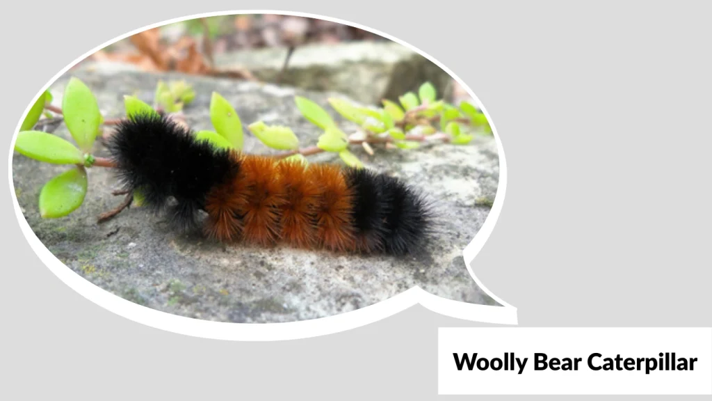 Woolly Bear Caterpillar