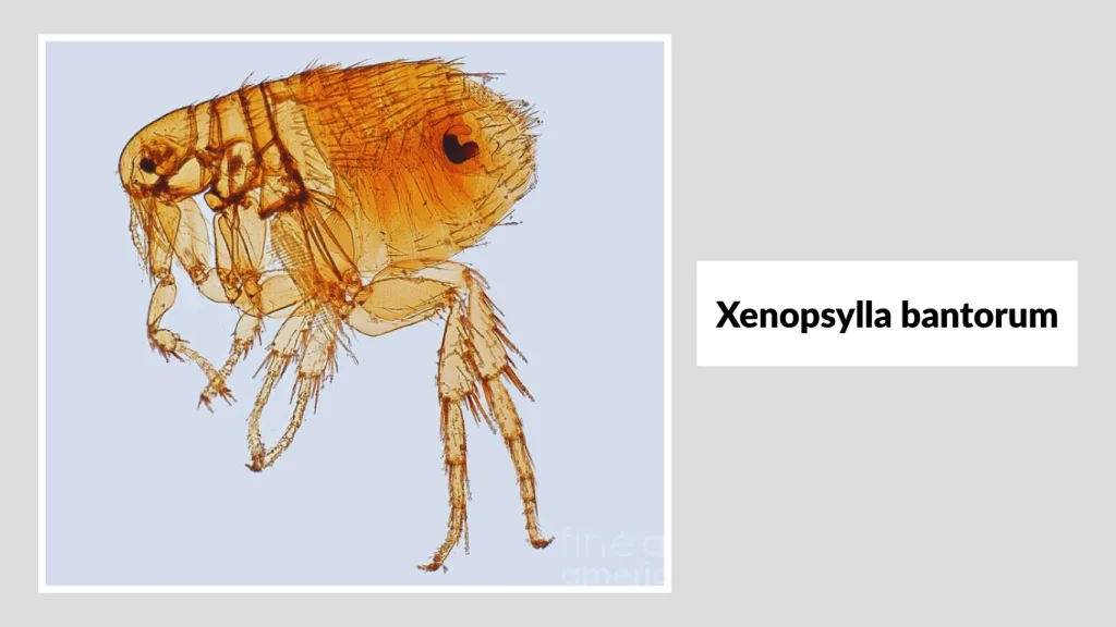 Xenopsylla bantorum