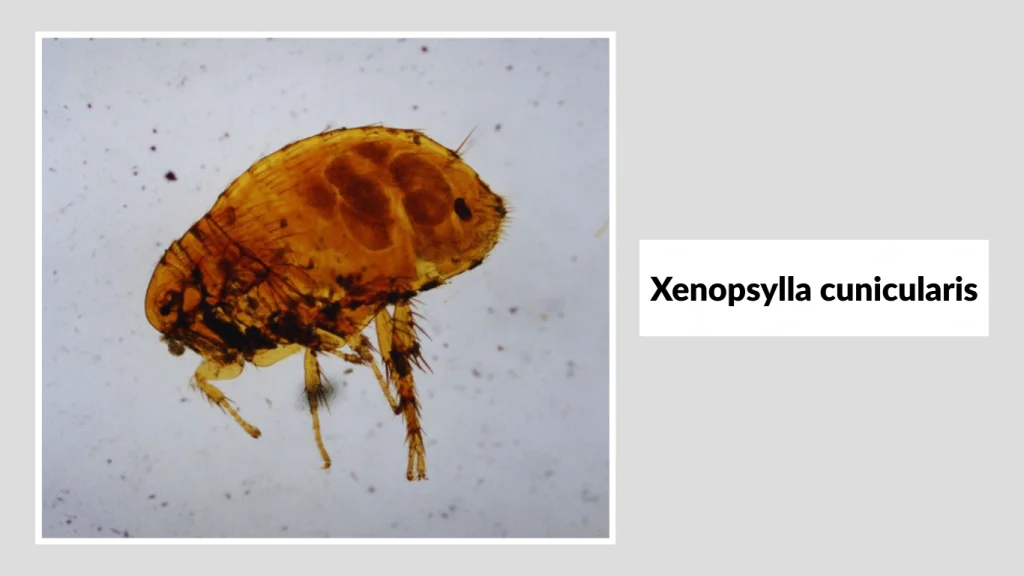 Xenopsylla cunicularis
