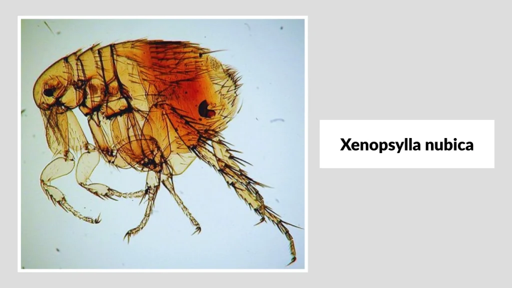 Xenopsylla nubica
