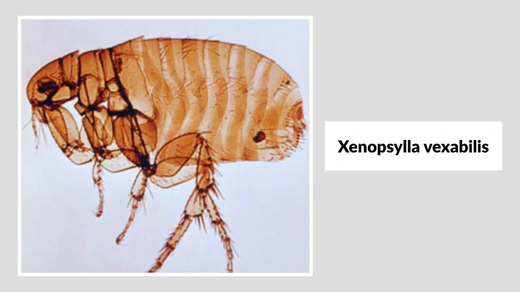 Xenopsylla vexabilis