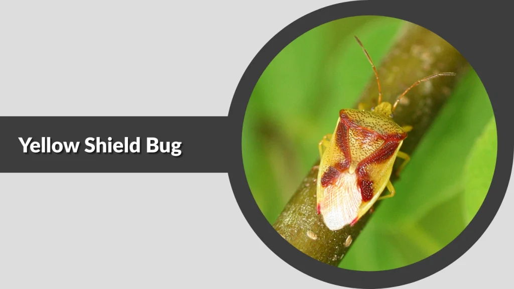 Yellow Shield Bug