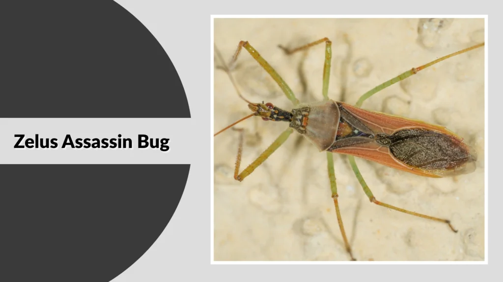 Zelus Assassin Bug