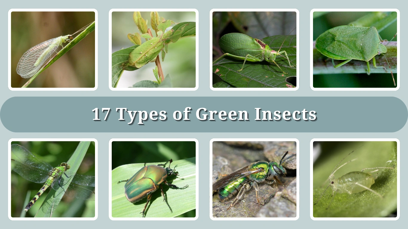 17 Types of Green Insects Identification with Pictures