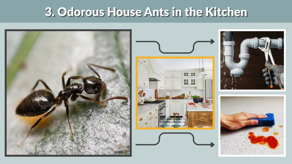 3. Odorous House Ants in the Kitchen