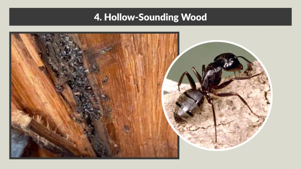 4. Hollow-Sounding Wood