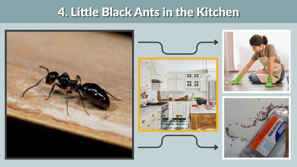 4. Little Black Ants in the Kitchen