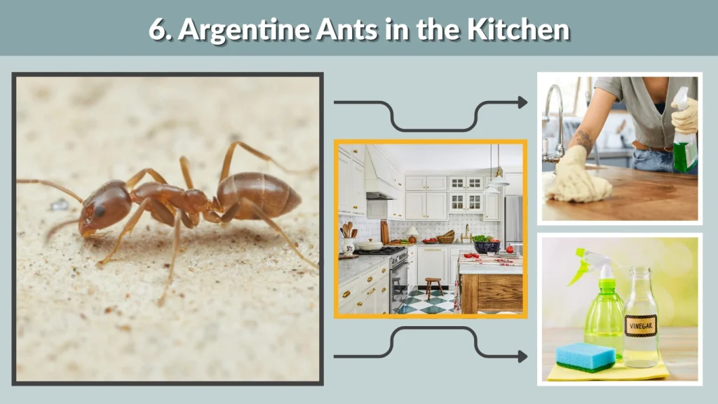 6. Argentine Ants in the Kitchen