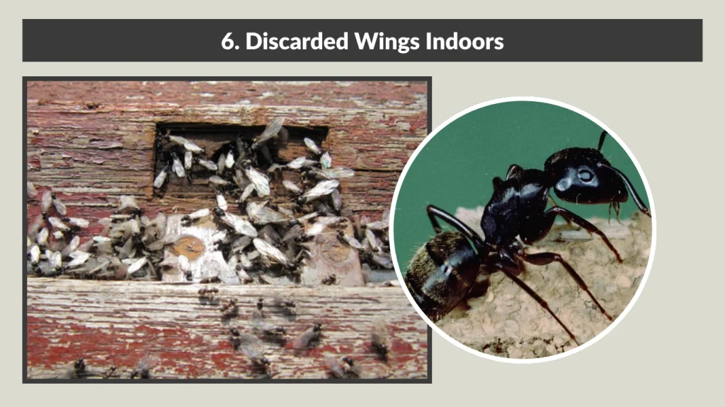 6. Discarded Wings Indoors