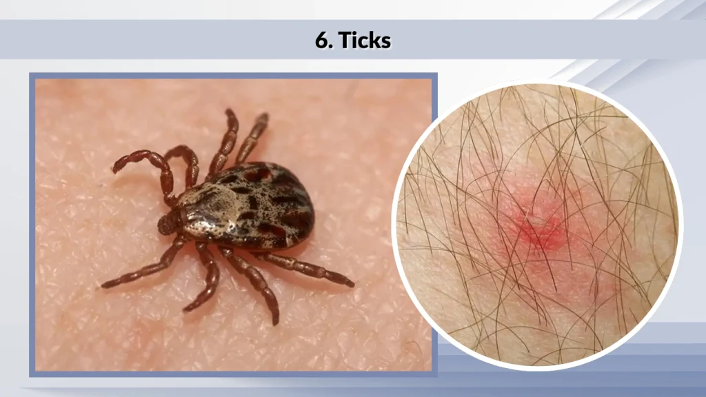 6. Ticks