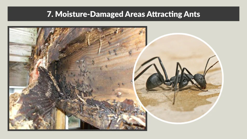 7. Moisture-Damaged Areas Attracting Ants