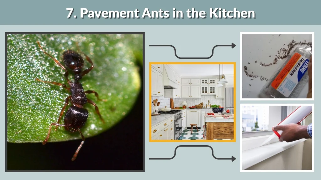 7. Pavement Ants in the Kitchen