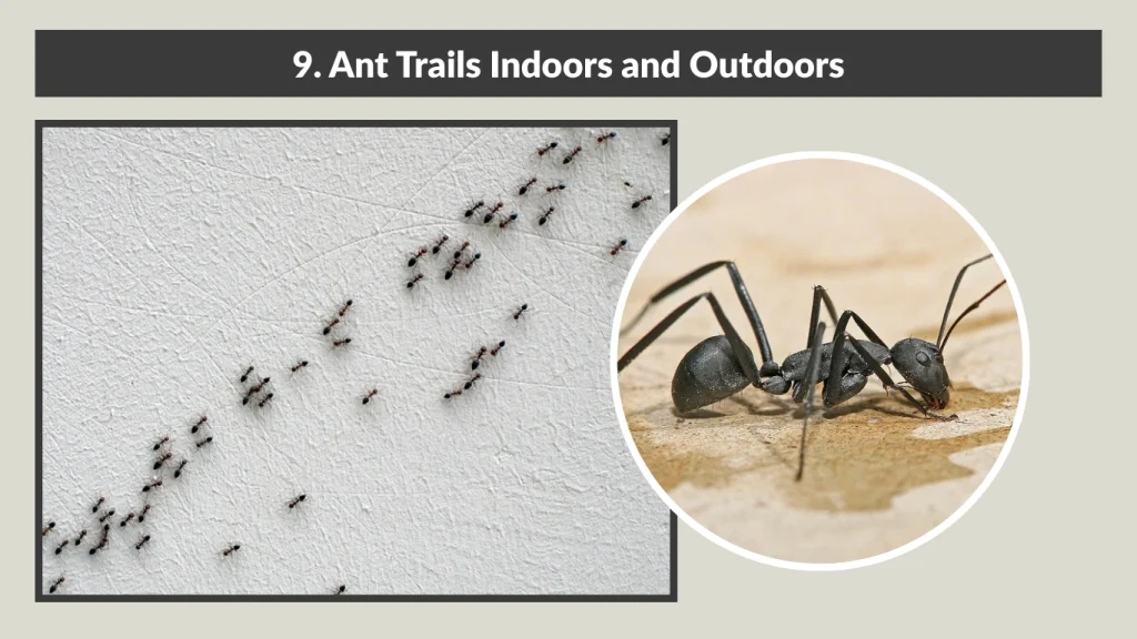 9. Ant Trails Indoors and Outdoors
