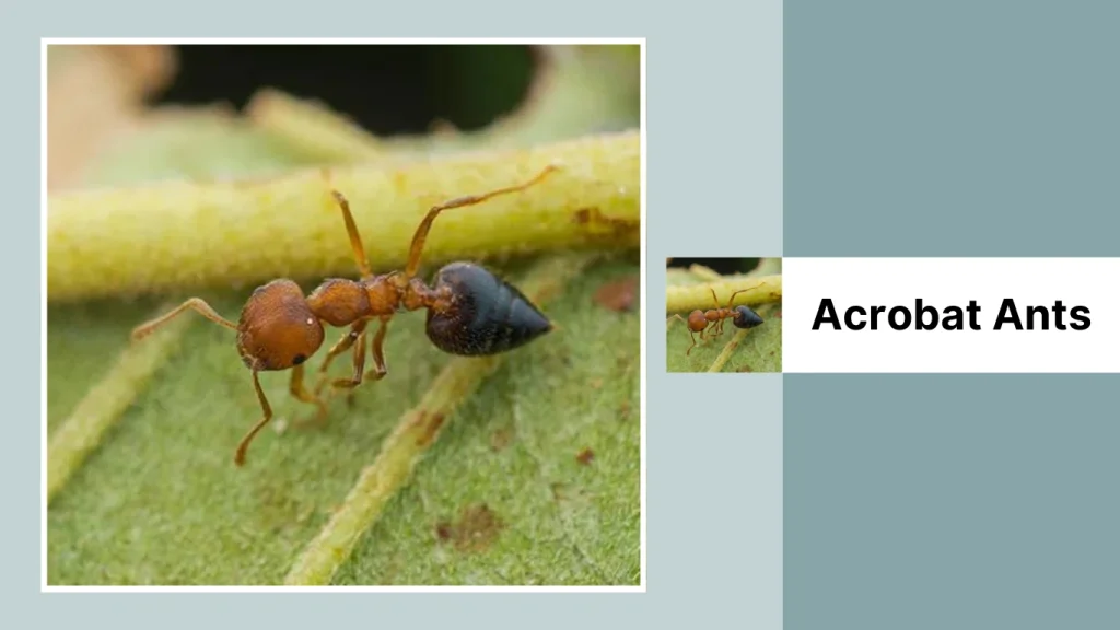 Acrobat Ants