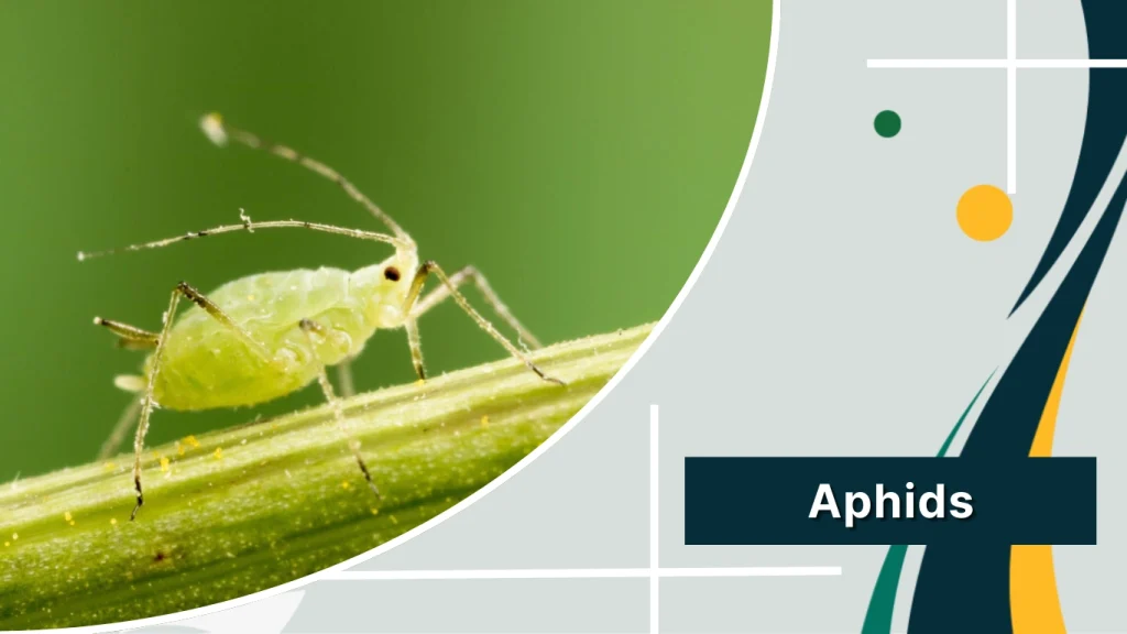 Aphids