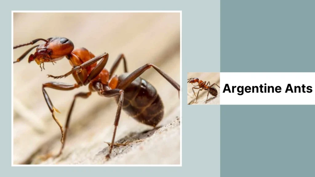 Argentine Ants