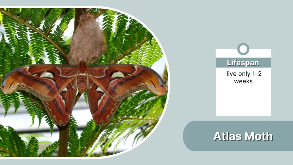 Atlas Moth