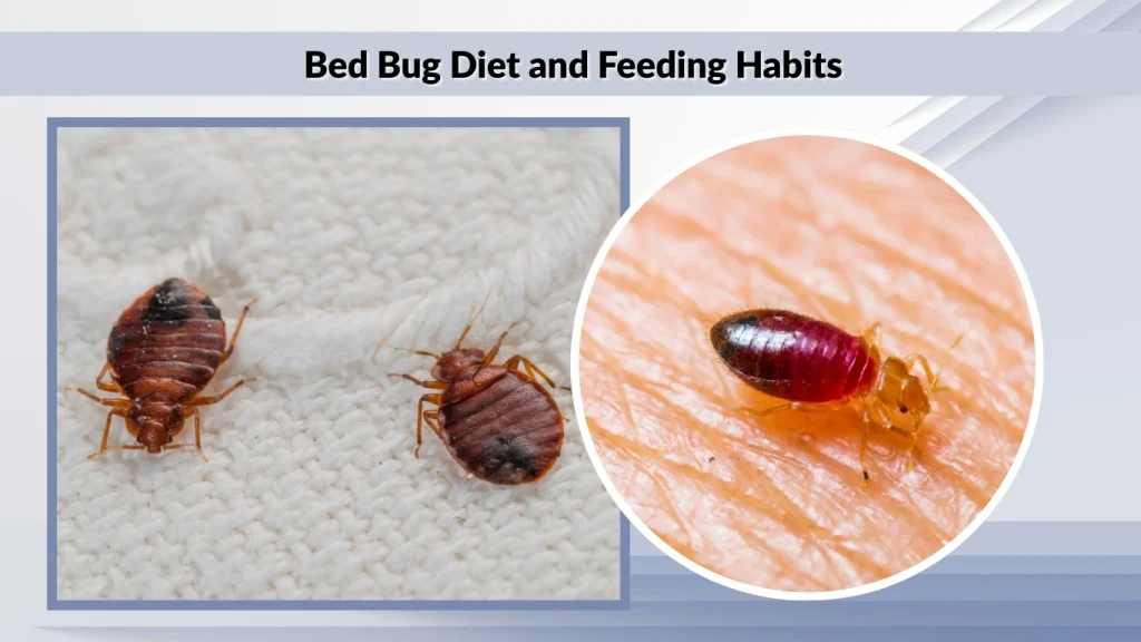 Bed Bug Diet and Feeding Habits