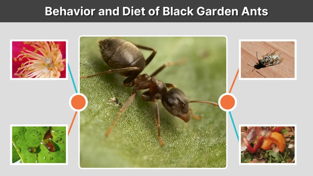 Behavior and Diet of Black Garden Ants
