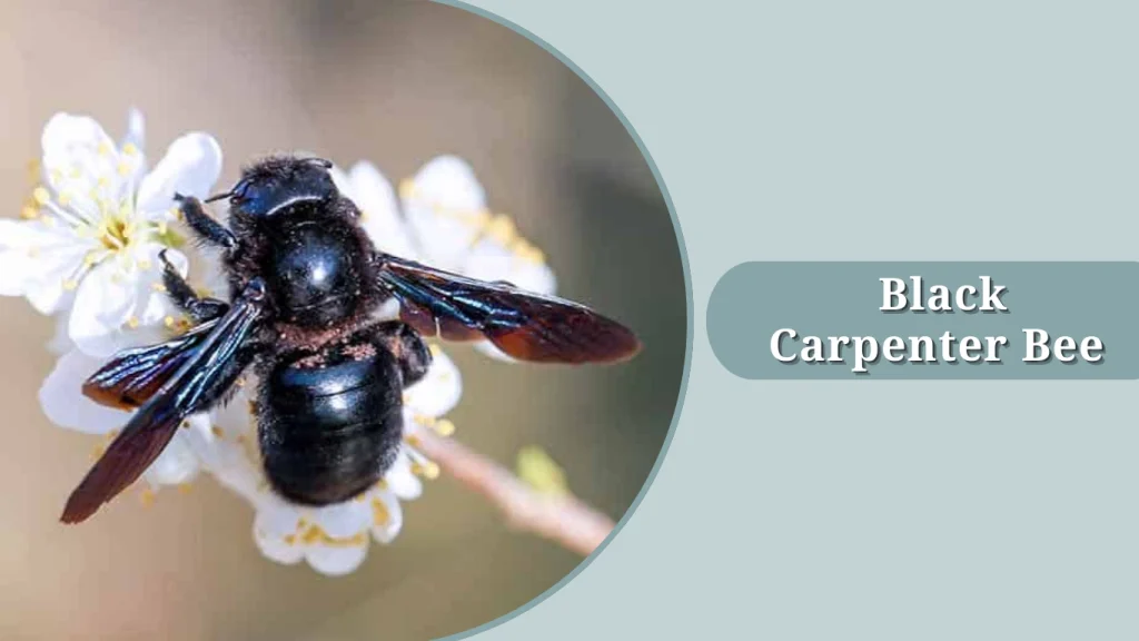 Black Carpenter Bee 