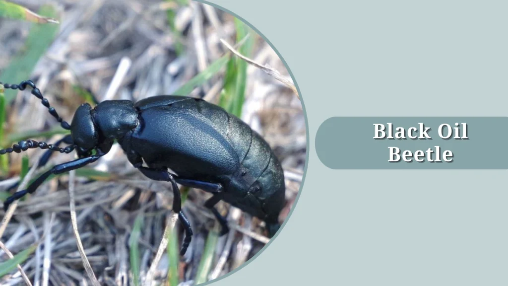 Black Oil Beetle