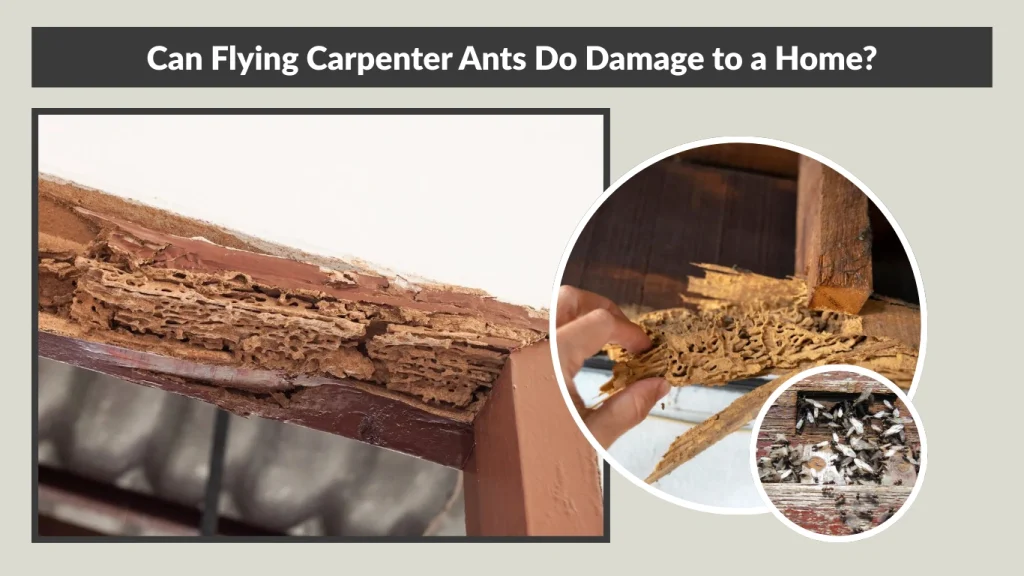 Can Flying Carpenter Ants Do Damage to a Home
