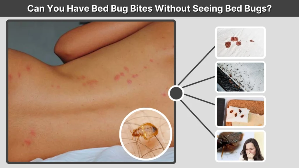 Can You Have Bed Bug Bites Without Seeing Bed Bugs