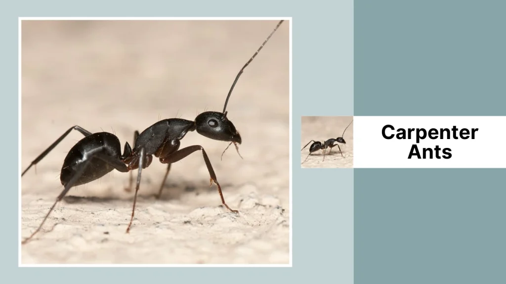 Carpenter Ants
