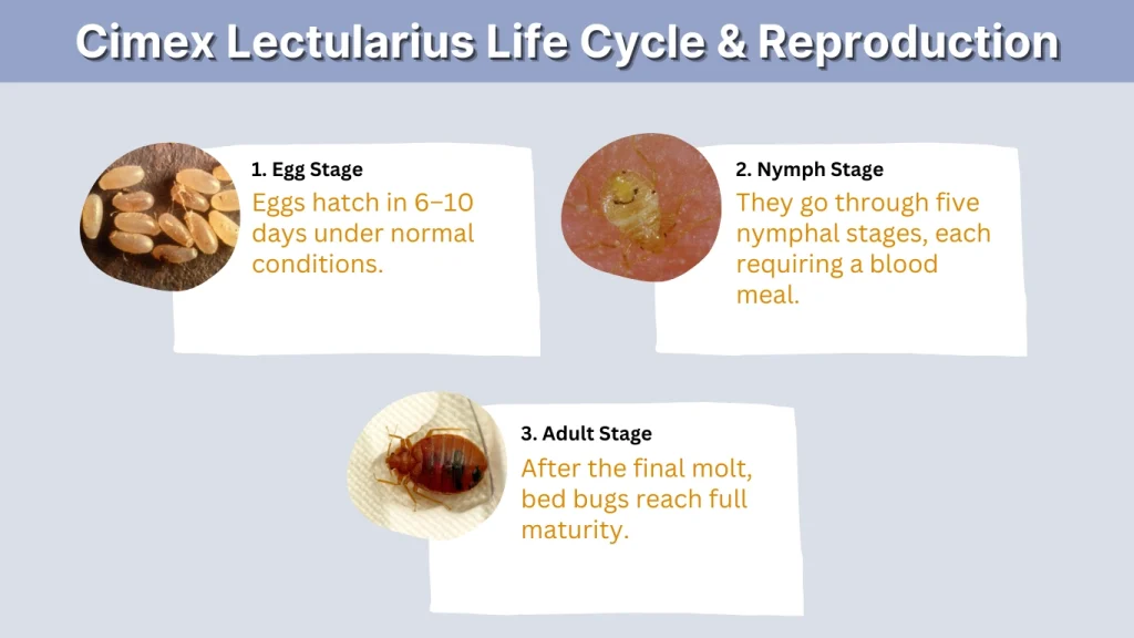 Cimex Lectularius Life Cycle & Reproduction