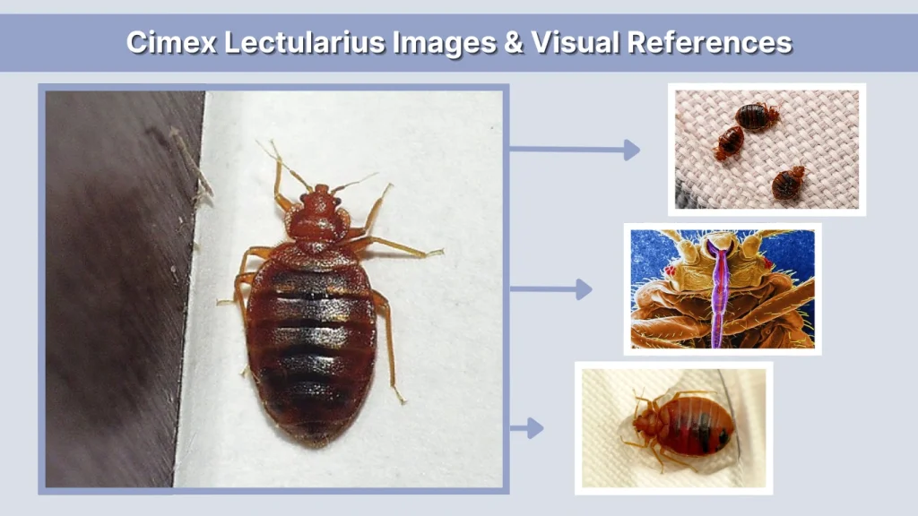 Cimex lectularius Images & Visual References