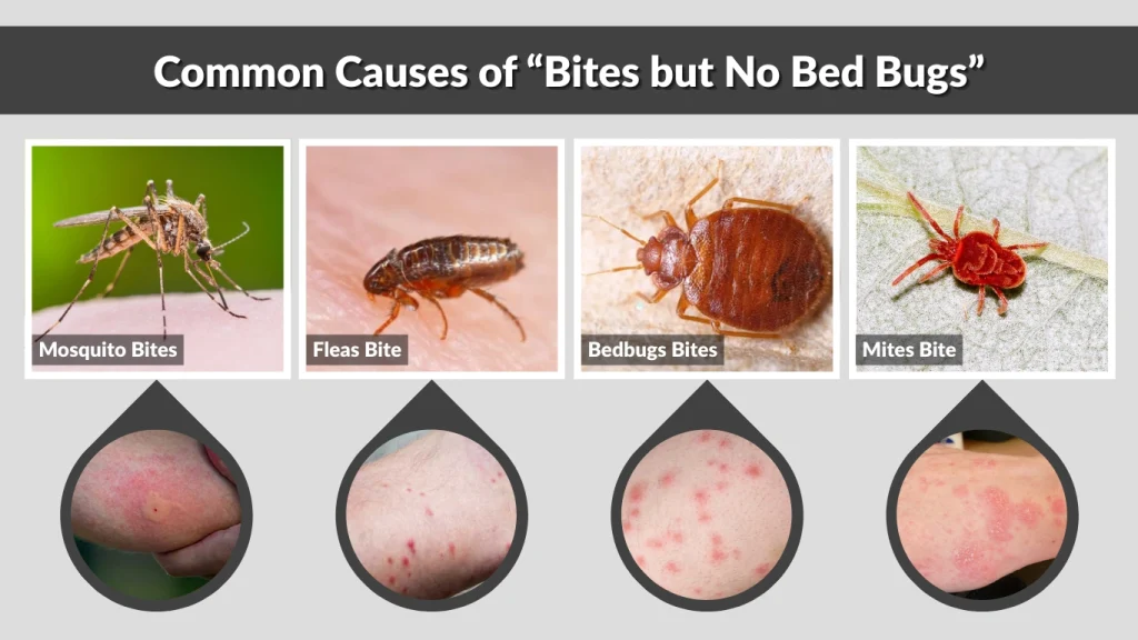 Common Causes of “Bites but No Bed Bugs”