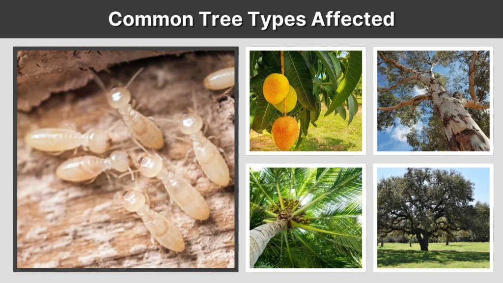 Common Tree Types Affected