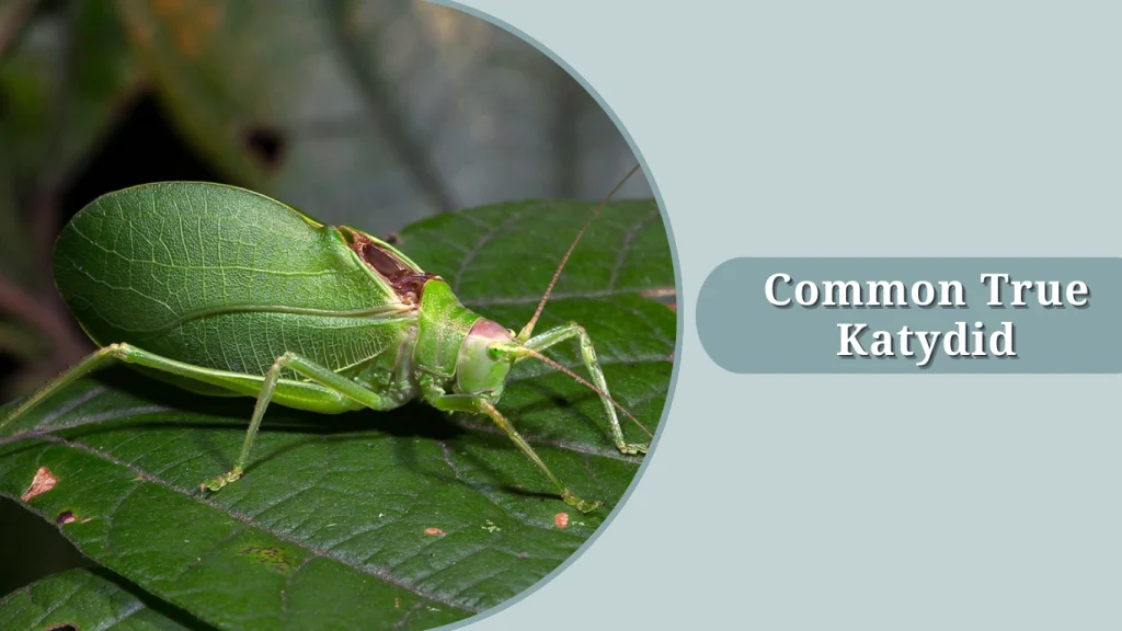 Common True Katydid