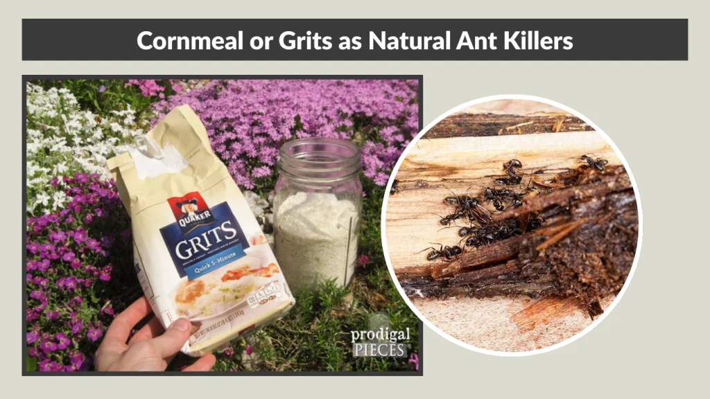 Cornmeal or Grits as Natural Ant Killers