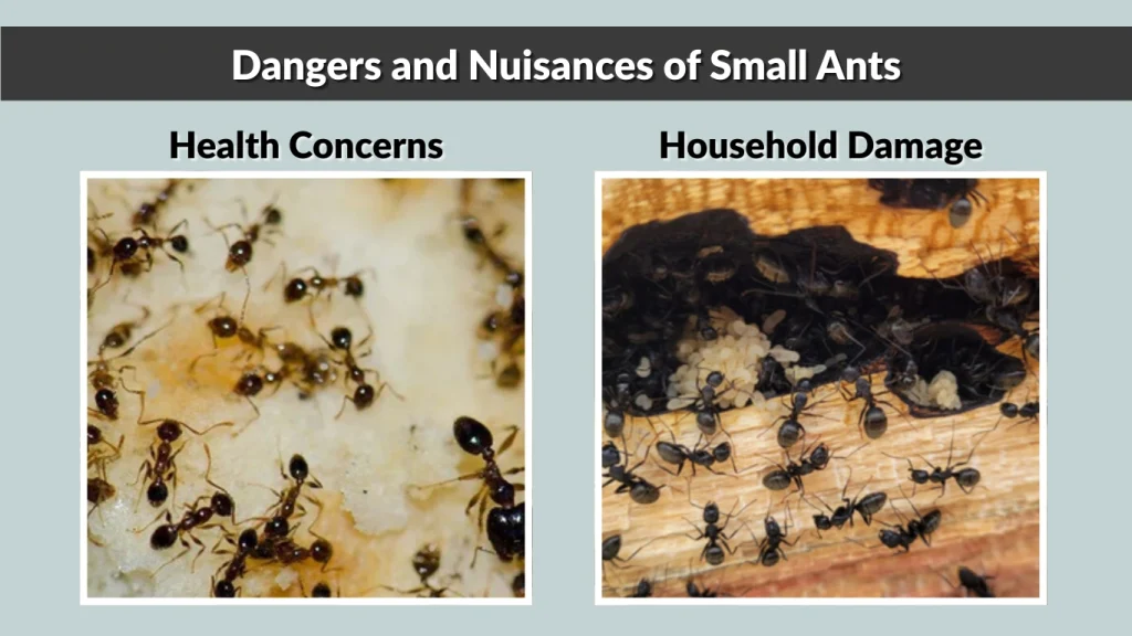 Dangers and Nuisances of Small Ants
