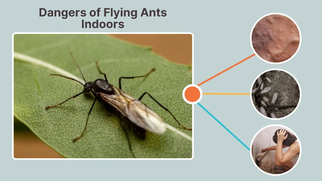 Dangers of Flying Ants Indoors
