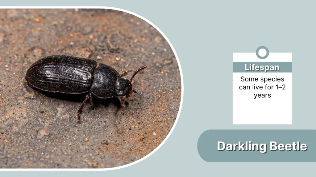 Darkling Beetle