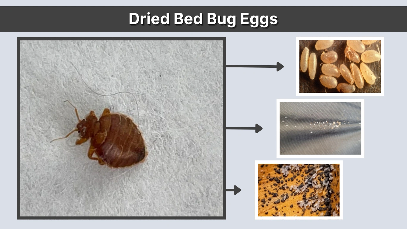 Dried Bed Bug Eggs Identification, Causes, and Solutions