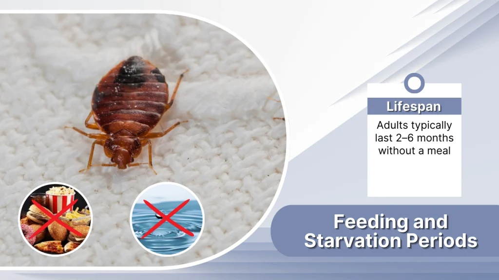 Feeding and Starvation Periods
