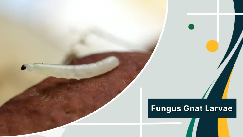 Fungus Gnat Larvae