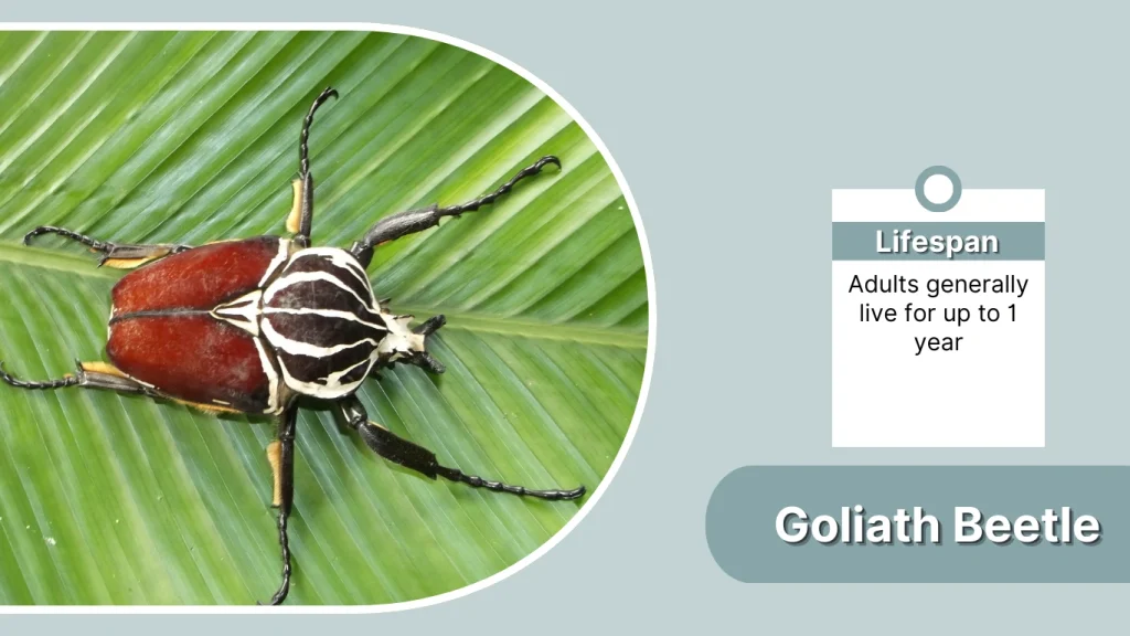 Goliath Beetle