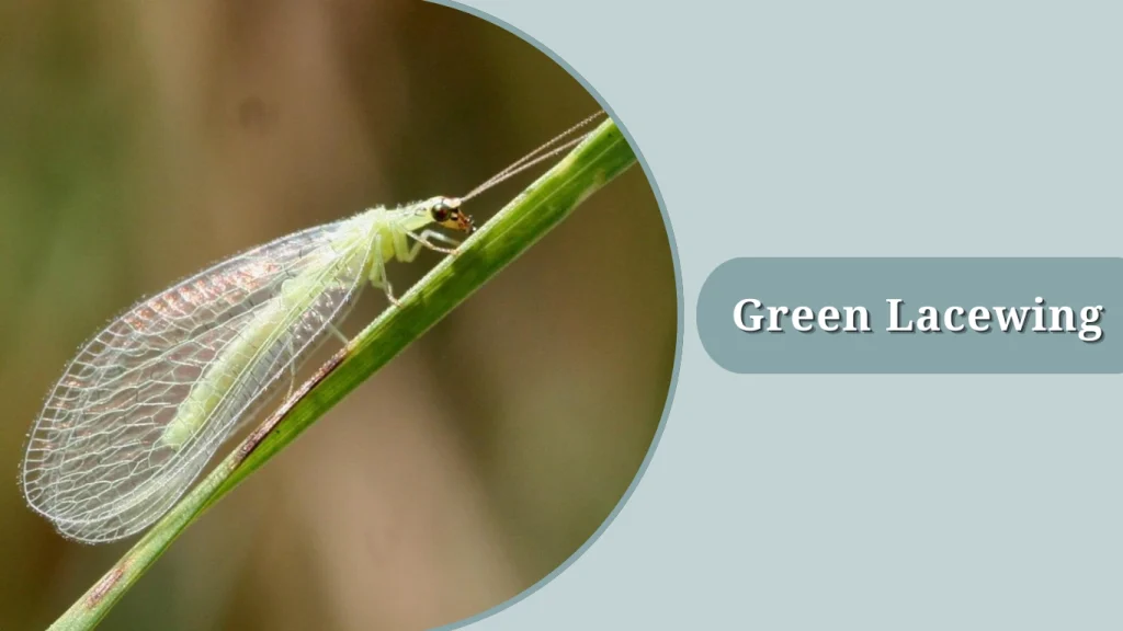 Green Lacewing