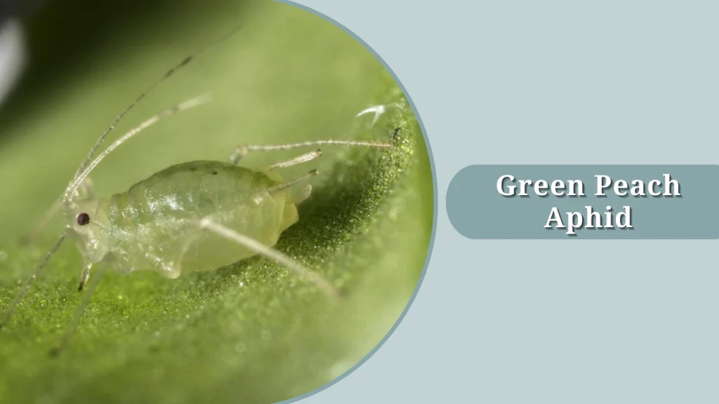 Green Peach Aphid