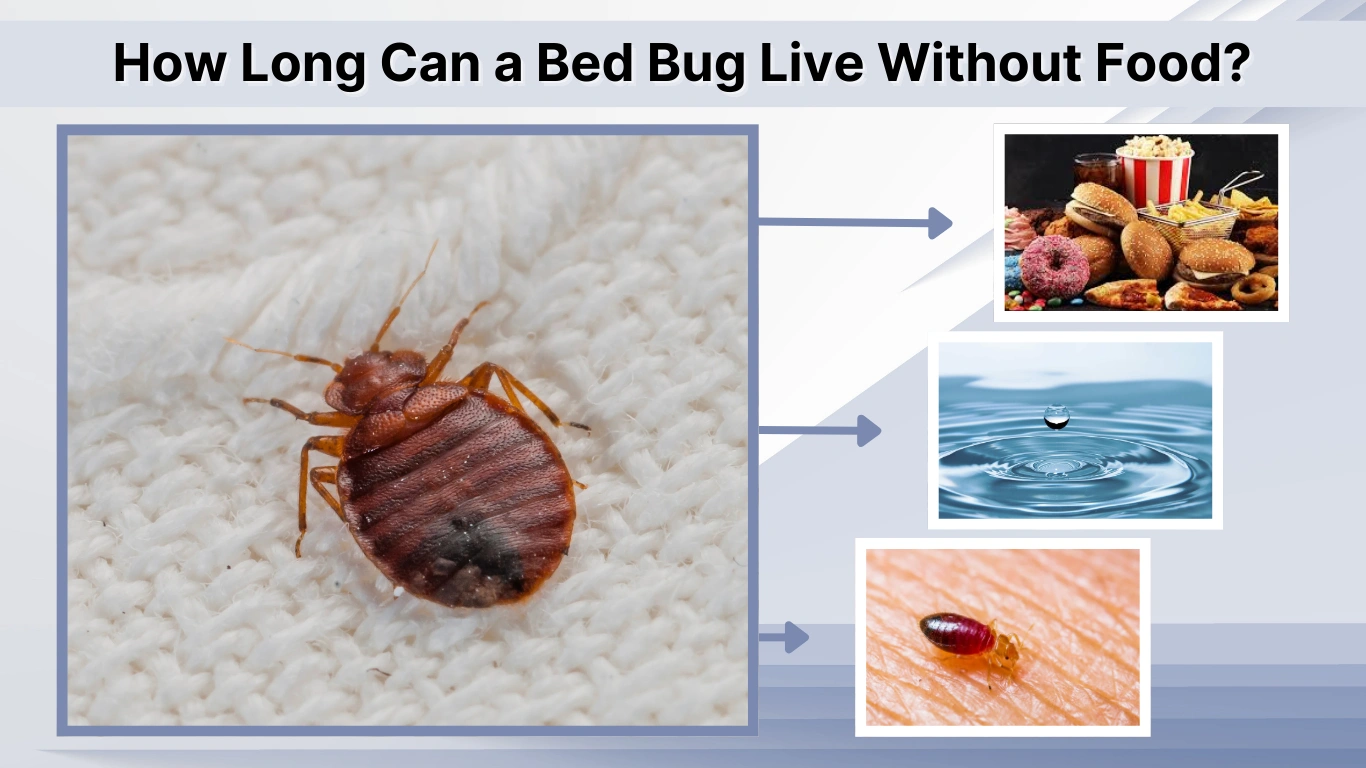 How Long Can a Bed Bug Live Without Food