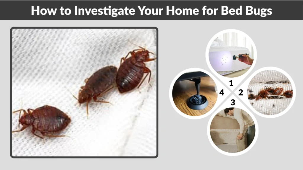 How to Investigate Your Home for Bed Bugs