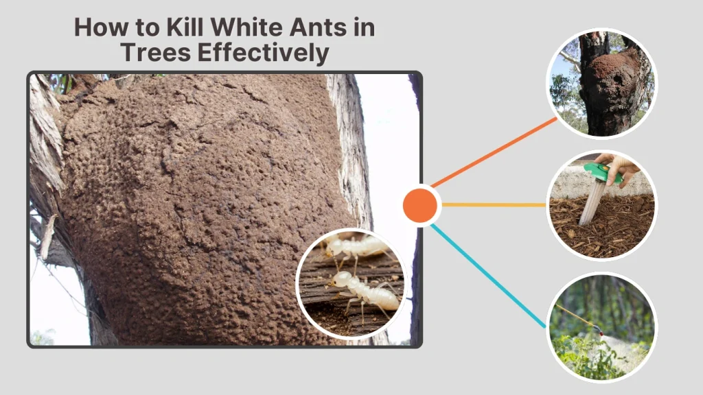 How to Kill White Ants in Trees Effectively